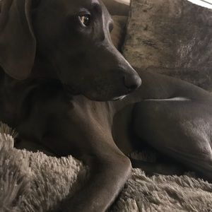 Meet your Posher, Cayce